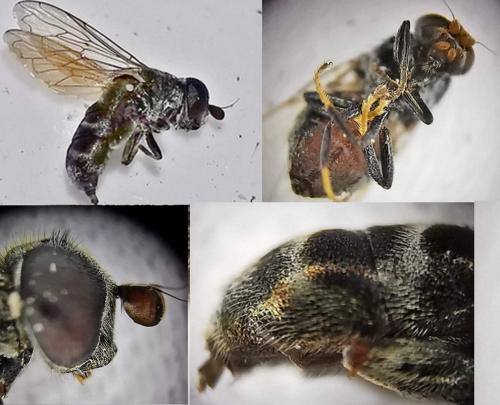 Réf. 335 213 : Eumerus sp.